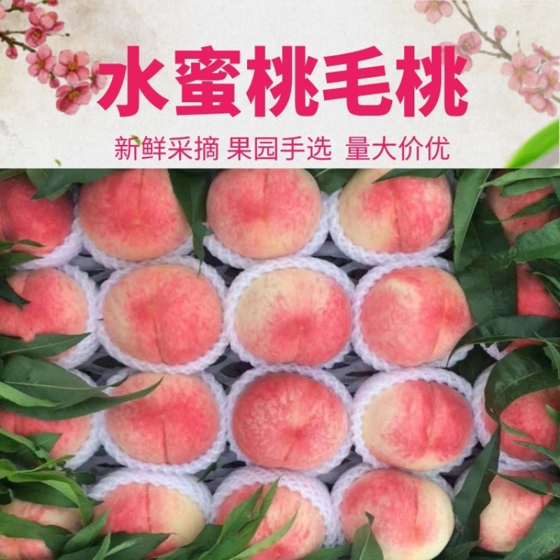 【精选】毛桃河北大久保水蜜桃果大汁甜欢迎老板联系