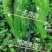 鲜辣椒301尖椒螺丝椒一手货源诚信经营量大从优