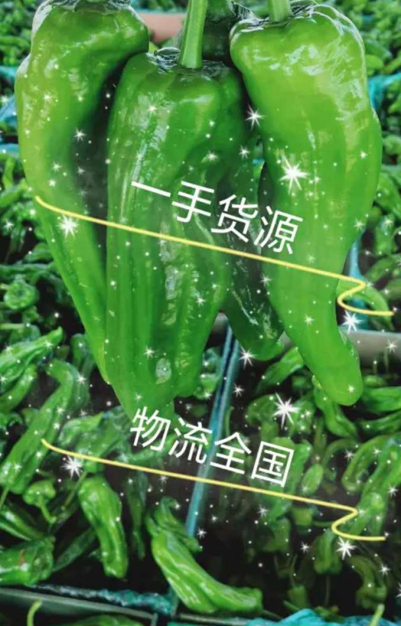 鲜辣椒301尖椒螺丝椒一手货源诚信经营量大从优