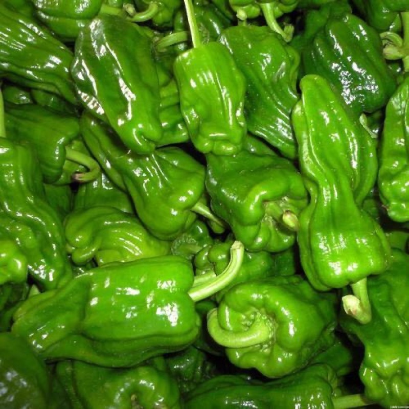 鲜辣椒301尖椒螺丝椒一手货源诚信经营量大从优