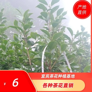 茶花，山茶花，四季茶花，小苗，品种多，四川宜宾高县