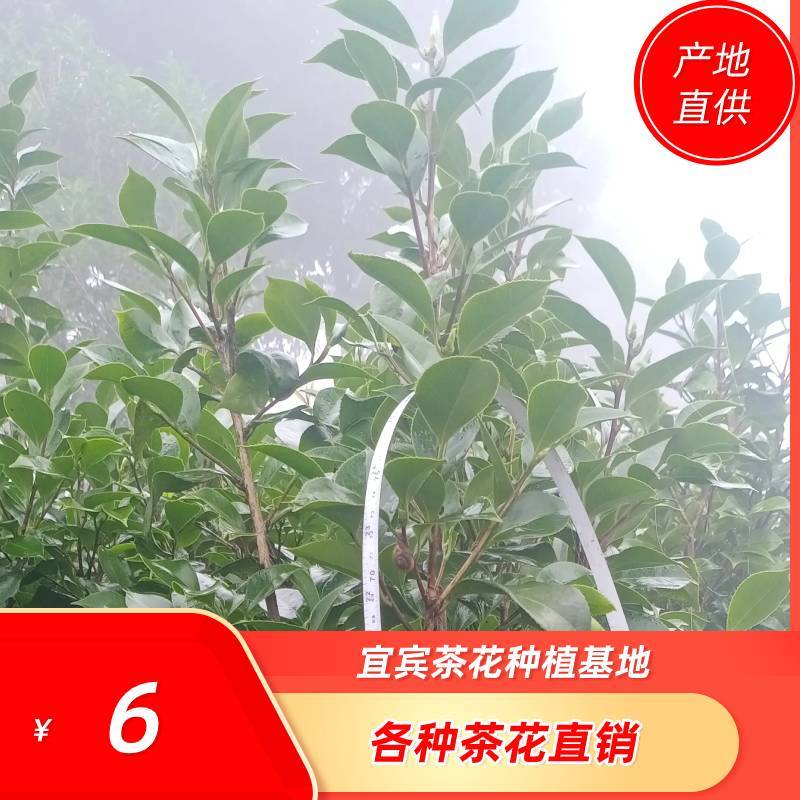 茶花，山茶花，四季茶花，小苗，品种多，四川宜宾高县