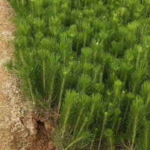 大量供应黑松苗，黑松树苗，质优价廉容器苗易成活全国发货