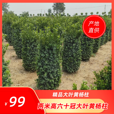 大叶黄杨球，冬青球，大叶黄杨柱，黄杨苗，产地直销