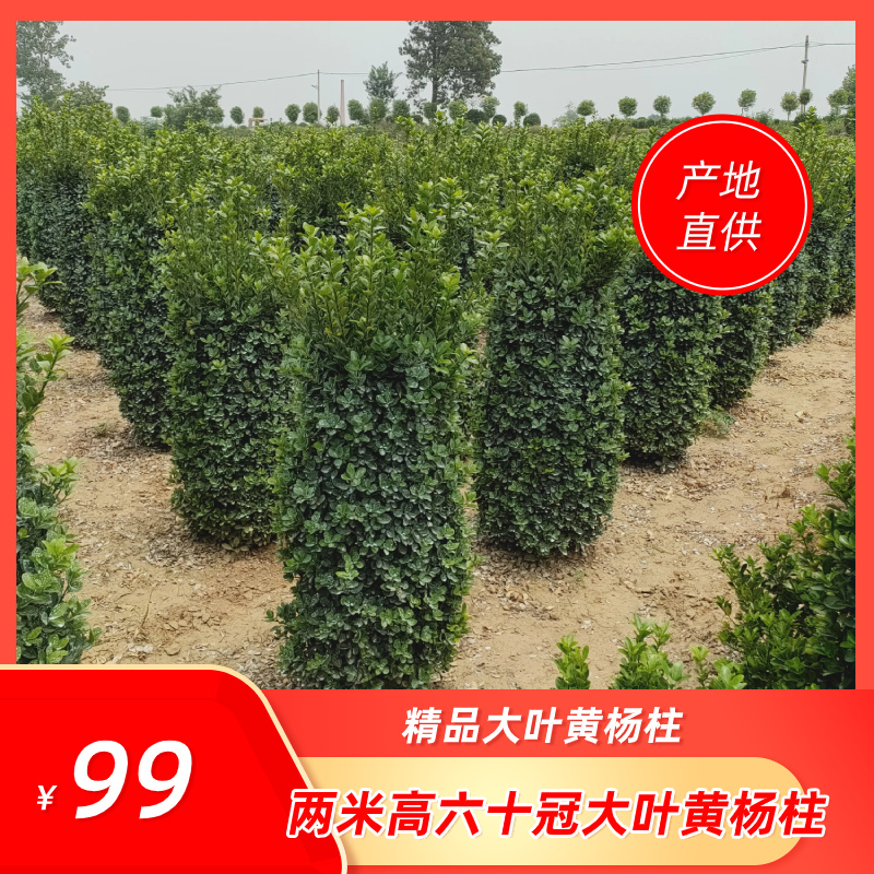 大叶黄杨球，冬青球，大叶黄杨柱，黄杨苗，产地直销