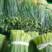 精品大棚韭苔（长度25～35cm）现在开始大量上市中