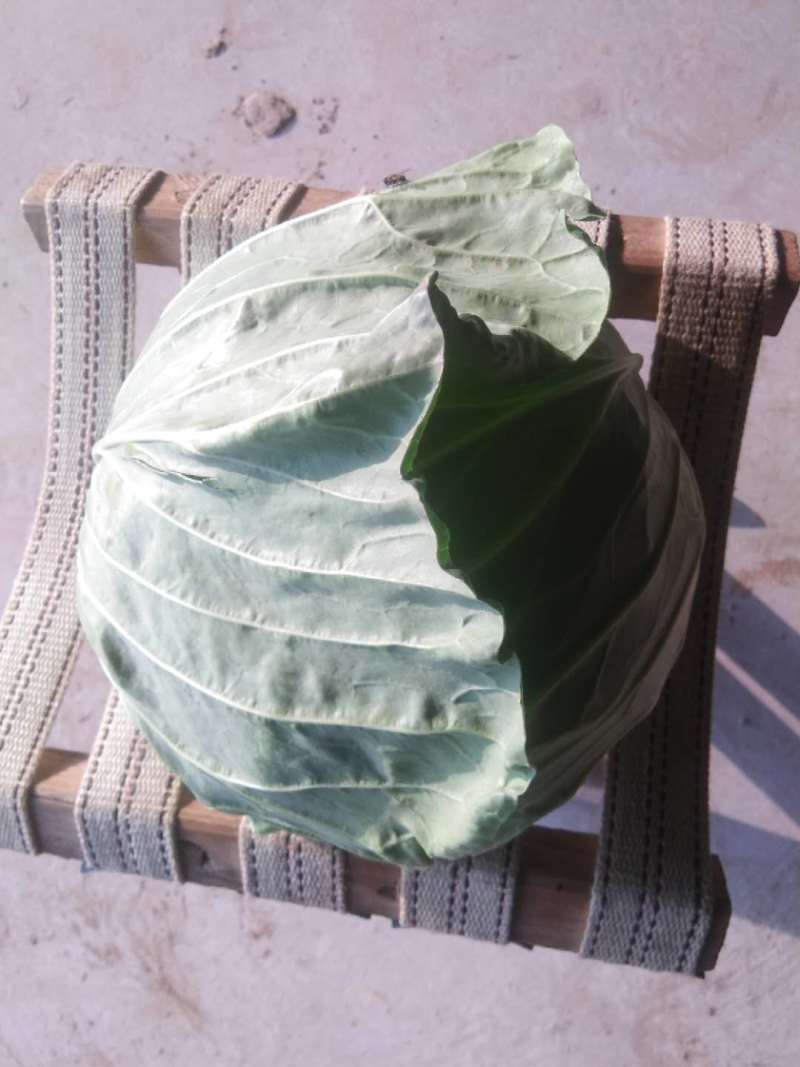 扁包菜《推荐》开封甘蓝大量上市，基地直供一条龙，欢迎采购