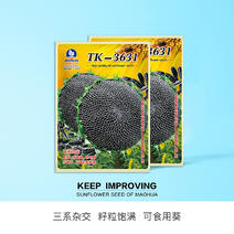 中科茂华蔬菜种子天葵TK-3631杂交向日葵种子食用型葵