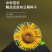 中科茂华蔬菜种子天葵TK-3631杂交向日葵种子食用型葵