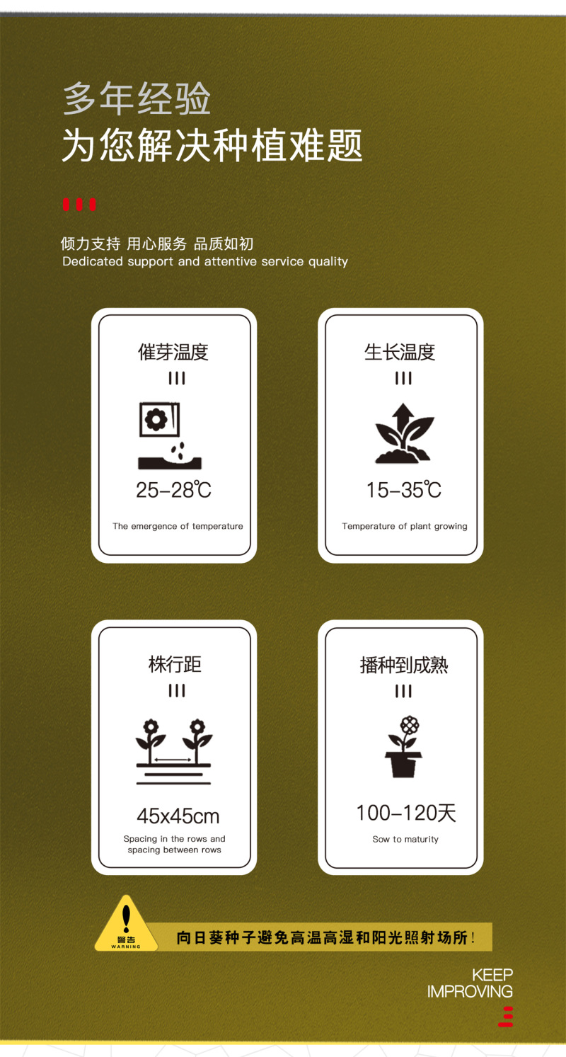 中科茂华蔬菜种子天葵TK-3631杂交向日葵种子食用型葵