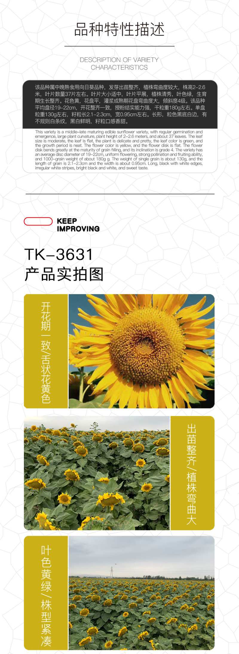 中科茂华蔬菜种子天葵TK-3631杂交向日葵种子食用型葵