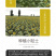 中科茂华蔬菜种子天葵TK-3631杂交向日葵种子食用型葵