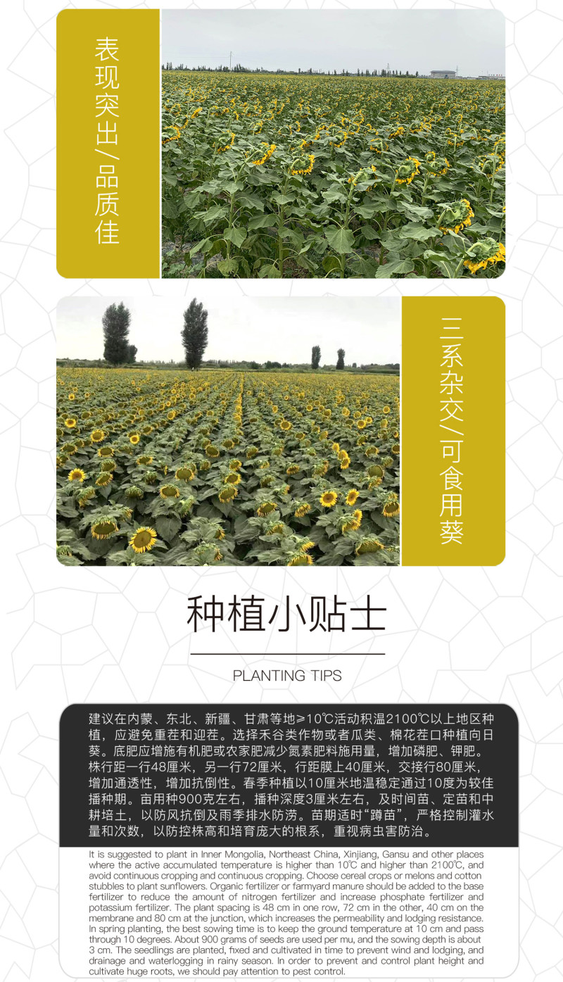 中科茂华蔬菜种子天葵TK-3631杂交向日葵种子食用型葵