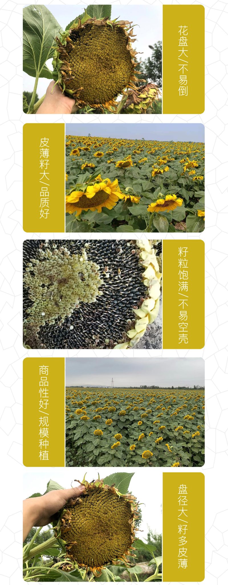 中科茂华蔬菜种子天葵TK-3631杂交向日葵种子食用型葵