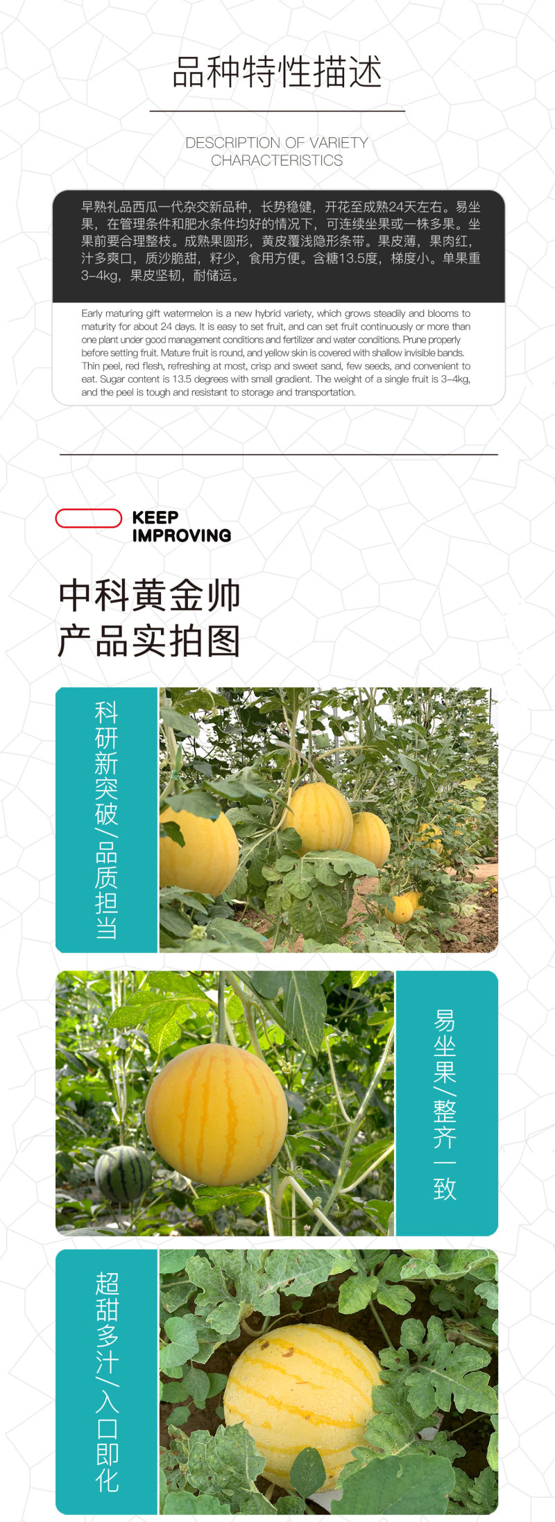 中科茂华水果种子中科黄金帅西瓜种子黄皮红肉礼品西瓜种籽