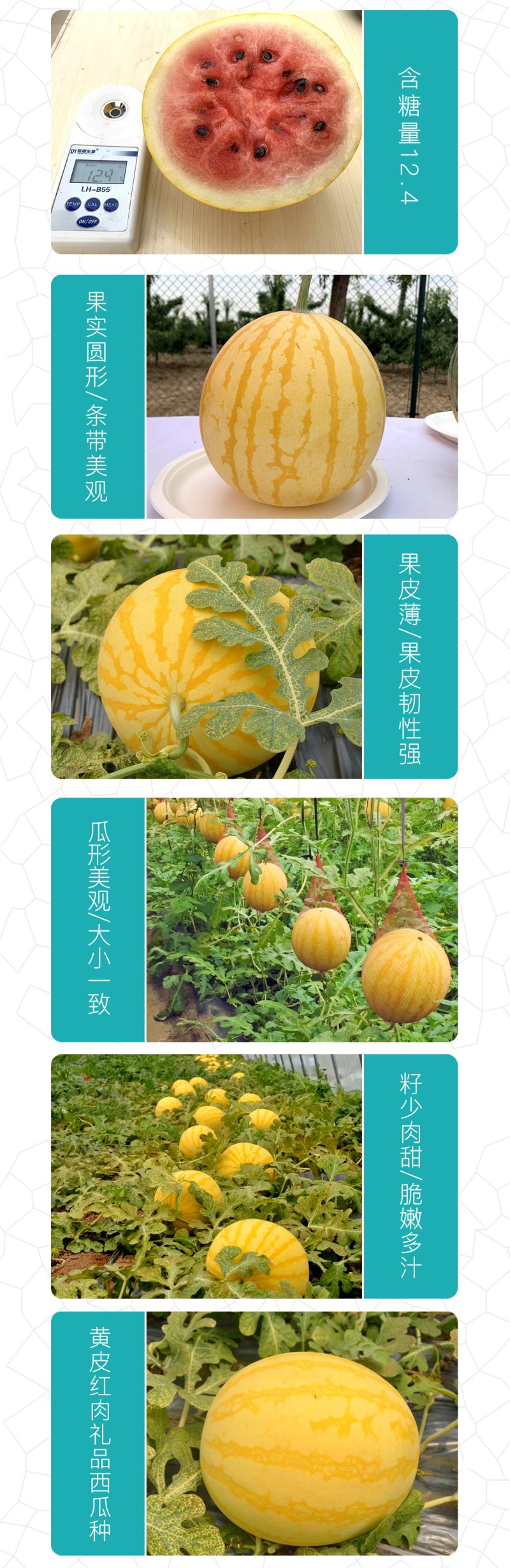 中科茂华水果种子中科黄金帅西瓜种子黄皮红肉礼品西瓜种籽