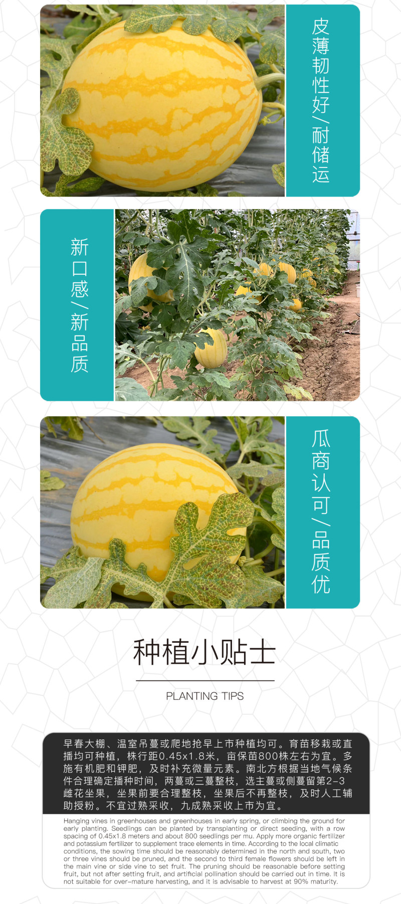中科茂华水果种子中科黄金帅西瓜种子黄皮红肉礼品西瓜种籽