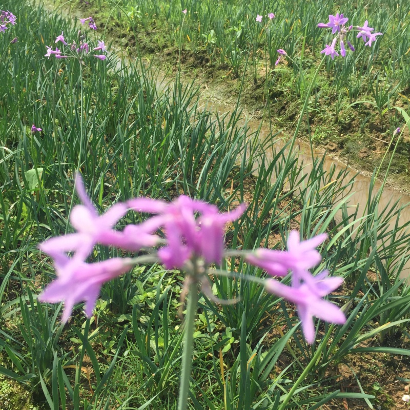紫娇花供应洋韭道路两旁园林绿化花卉植物苗木基地批发