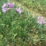 紫娇花供应洋韭道路两旁园林绿化花卉植物苗木基地批发