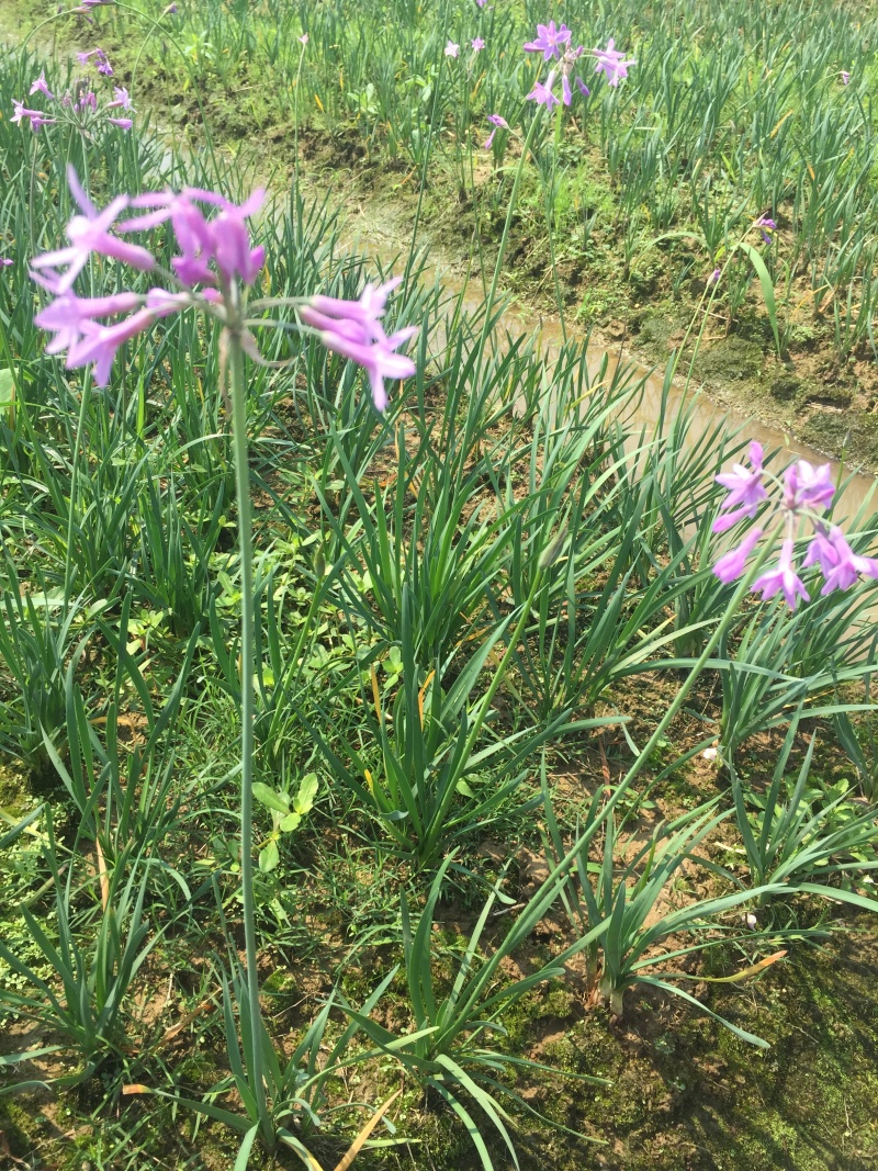 紫娇花供应洋韭道路两旁园林绿化花卉植物苗木基地批发