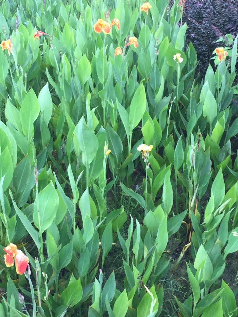 大花美人蕉图片黄花美人蕉矮生美人蕉湿地景观绿化植物