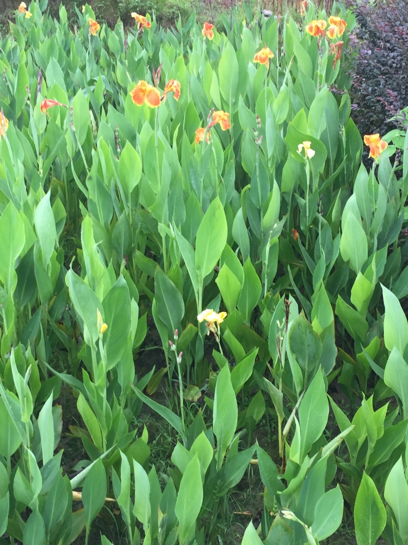 大花美人蕉图片黄花美人蕉矮生美人蕉湿地景观绿化植物