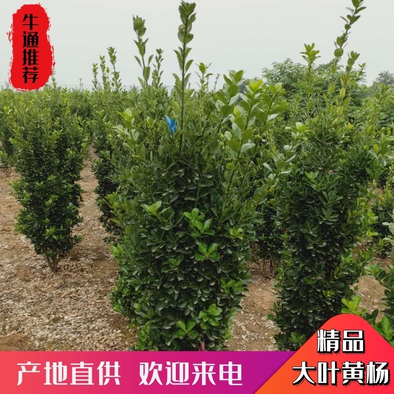 北海道黄扬，北海道柱子！产地直销，苗圃自产自销