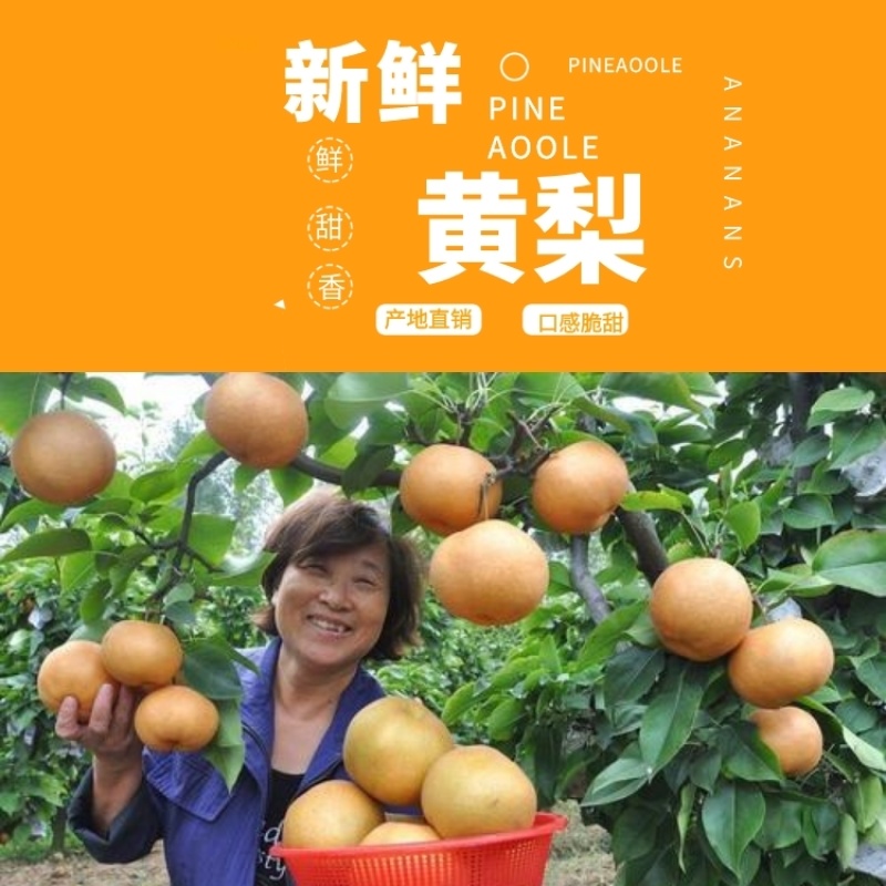 优质湖北襄阳金秋梨，晚秋梨元黄梨产地直销量大价优