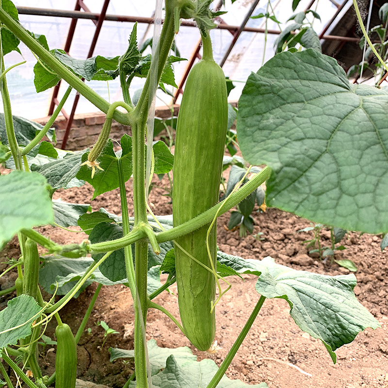 中科茂华蔬菜瓜果种子奶油黄瓜种子杂交一代全雌系节节有瓜