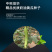 中科茂华蔬菜瓜果种子奶油黄瓜种子杂交一代全雌系节节有瓜
