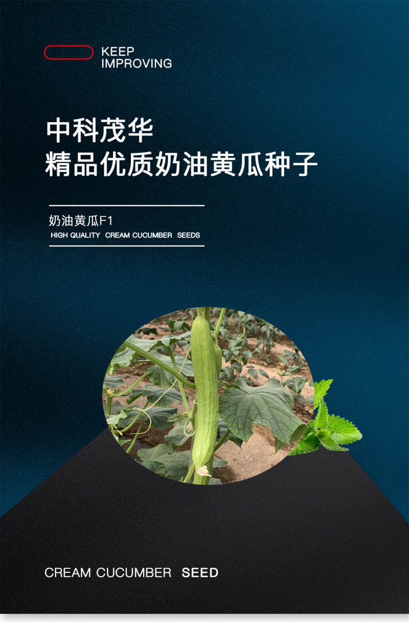 中科茂华蔬菜瓜果种子奶油黄瓜种子杂交一代全雌系节节有瓜