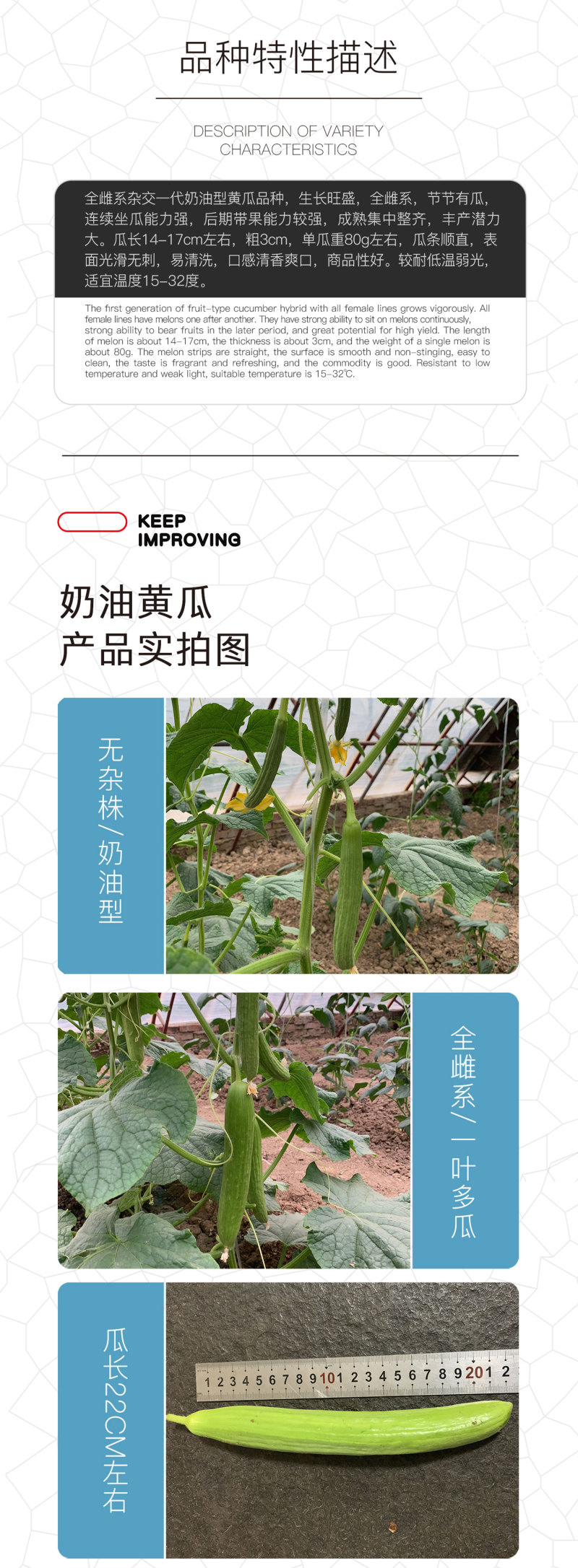 中科茂华蔬菜瓜果种子奶油黄瓜种子杂交一代全雌系节节有瓜