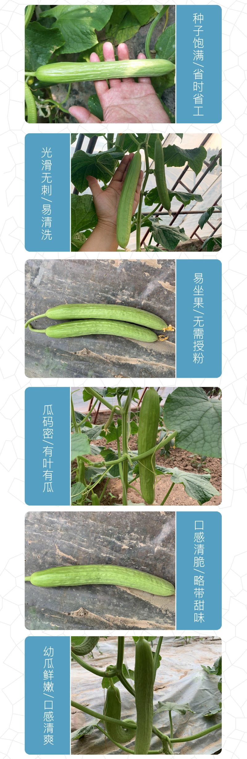 中科茂华蔬菜瓜果种子奶油黄瓜种子杂交一代全雌系节节有瓜