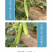 中科茂华蔬菜瓜果种子奶油黄瓜种子杂交一代全雌系节节有瓜