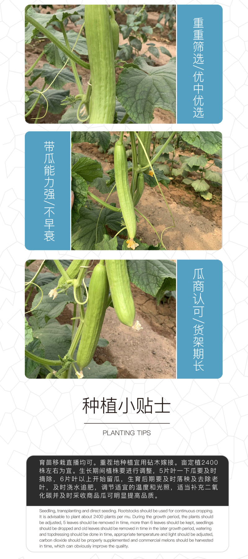 中科茂华蔬菜瓜果种子奶油黄瓜种子杂交一代全雌系节节有瓜