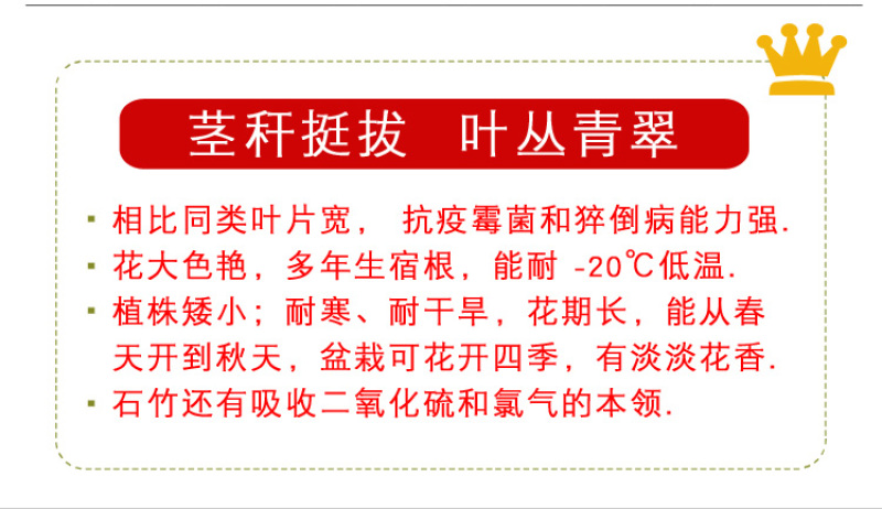 五彩石竹种子