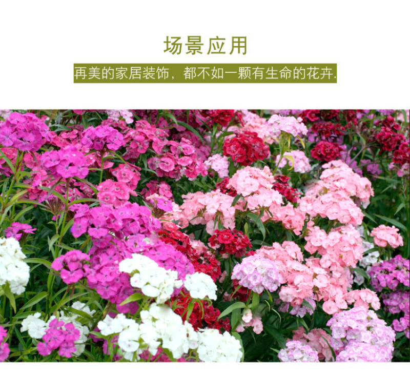 五彩石竹种子