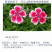 五彩石竹种子