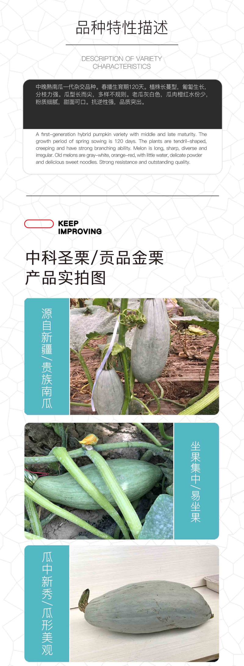 中科茂华蔬菜种子贡品金栗南瓜种子