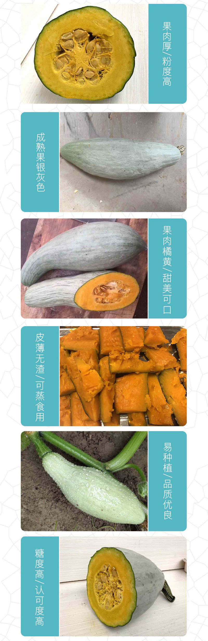 中科茂华蔬菜种子贡品金栗南瓜种子