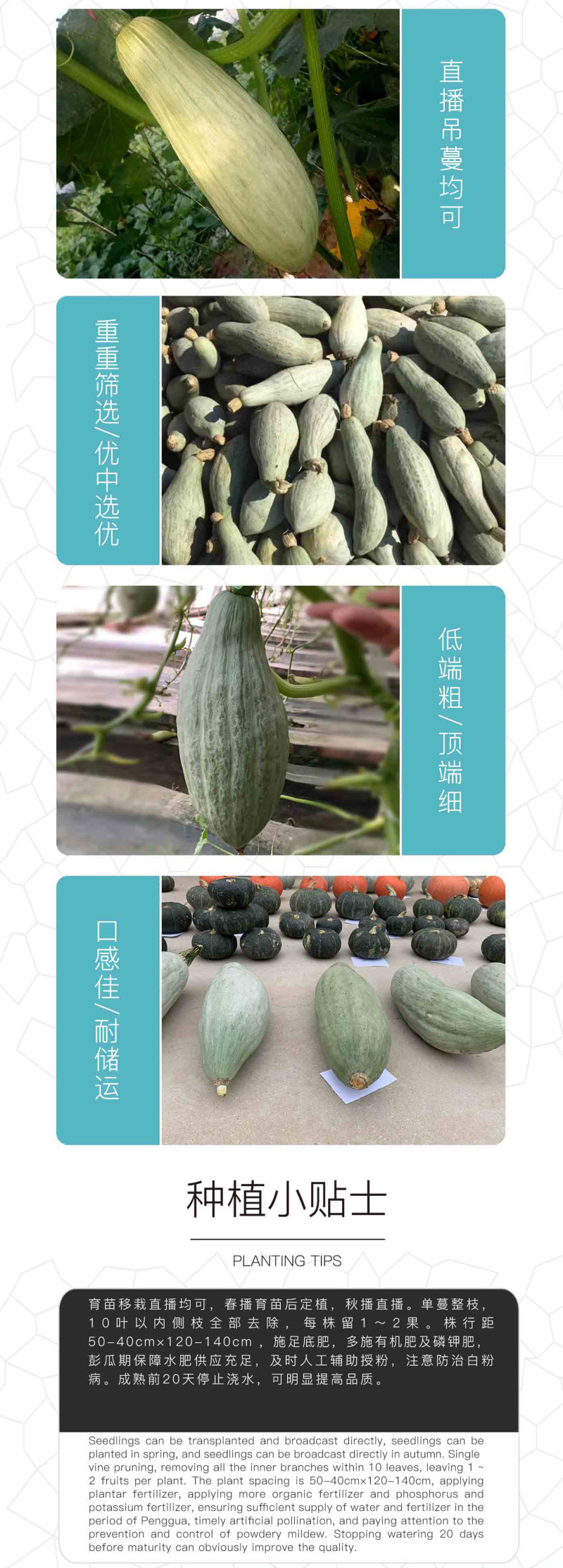 中科茂华蔬菜种子贡品金栗南瓜种子