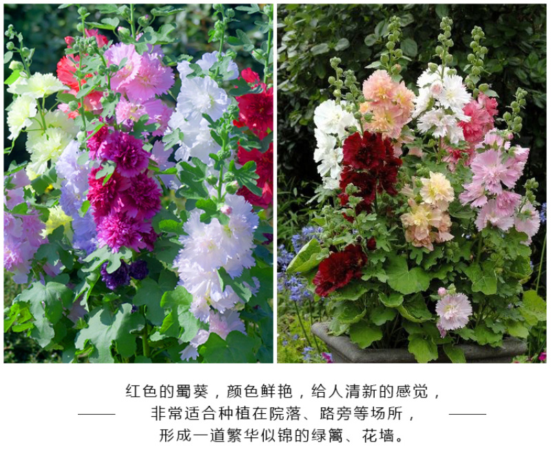 蜀葵种子