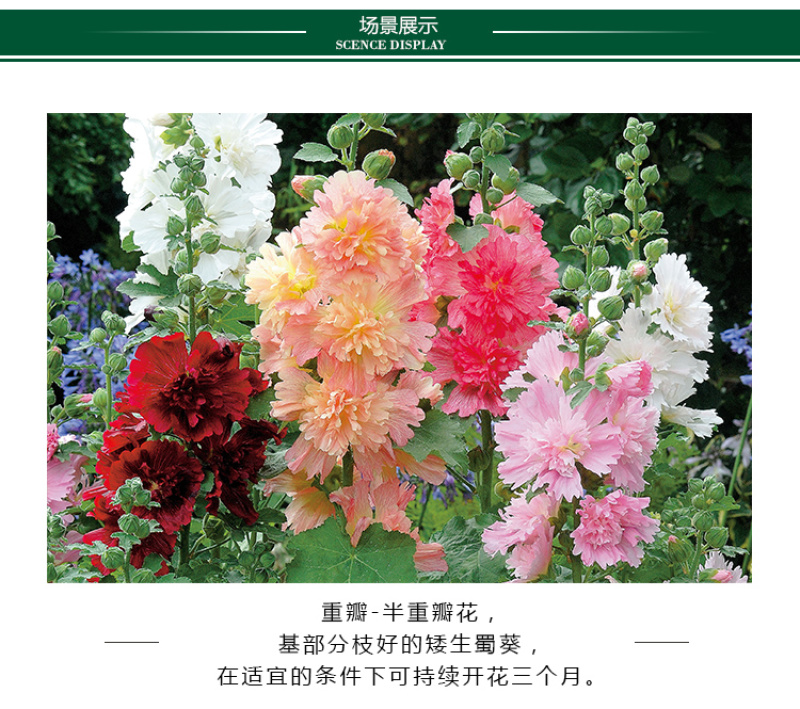 蜀葵种子