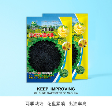 中科茂华蔬菜种子中科油霸三系杂交向日葵油葵种子大盘