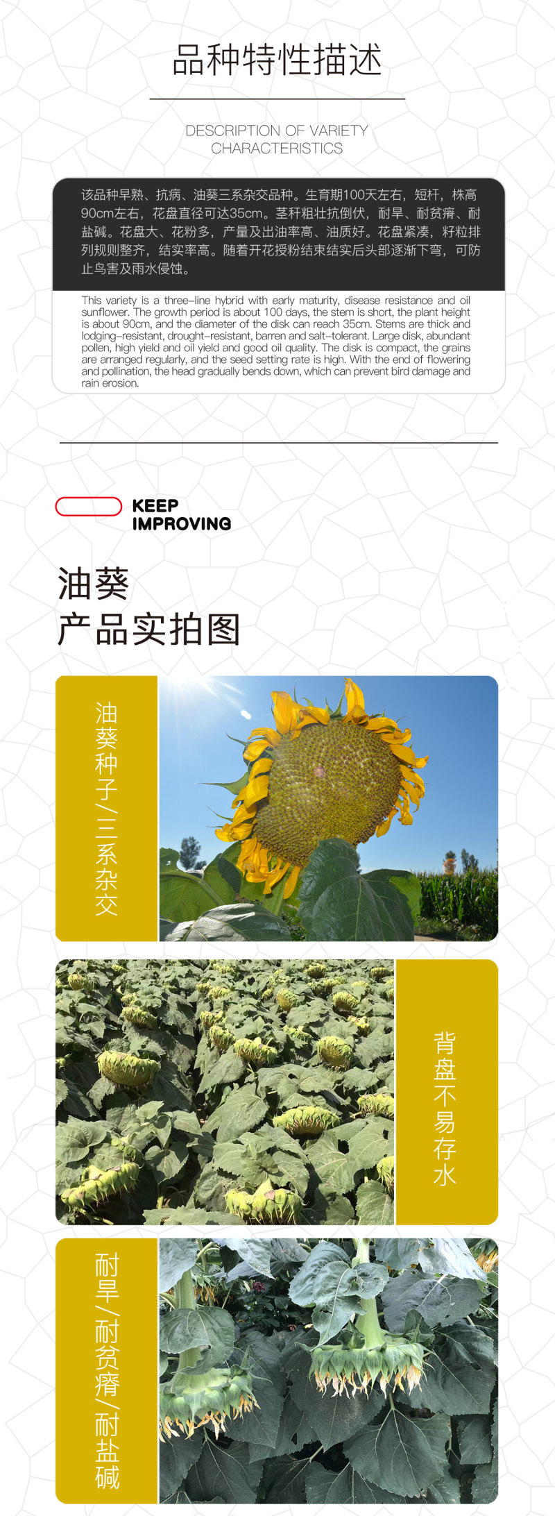 中科茂华蔬菜种子中科油霸三系杂交向日葵油葵种子大盘