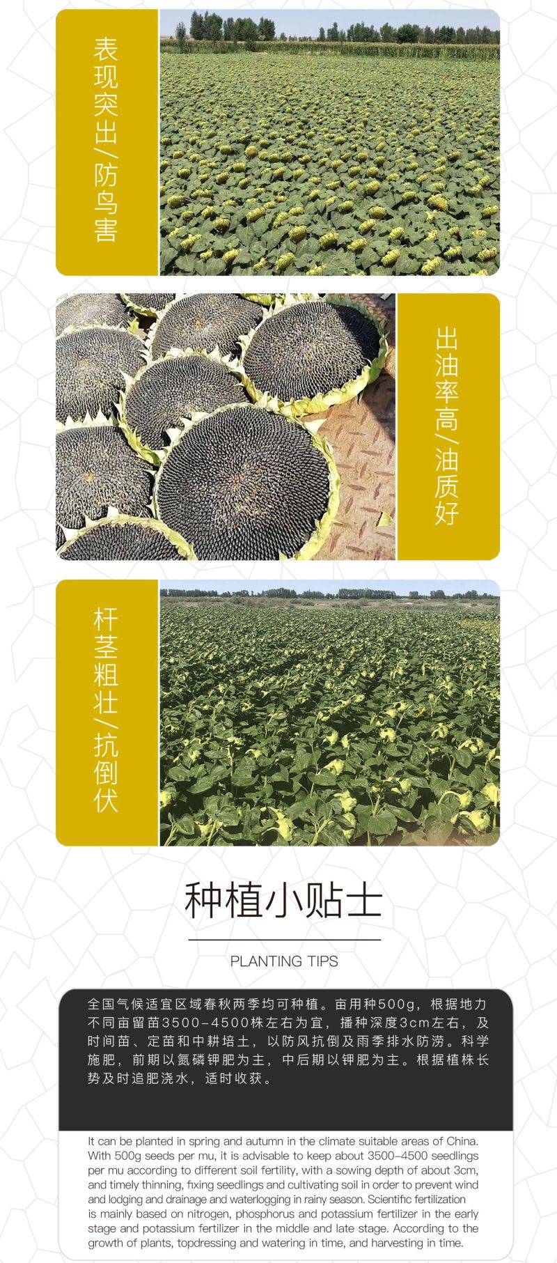 中科茂华蔬菜种子中科油霸三系杂交向日葵油葵种子大盘