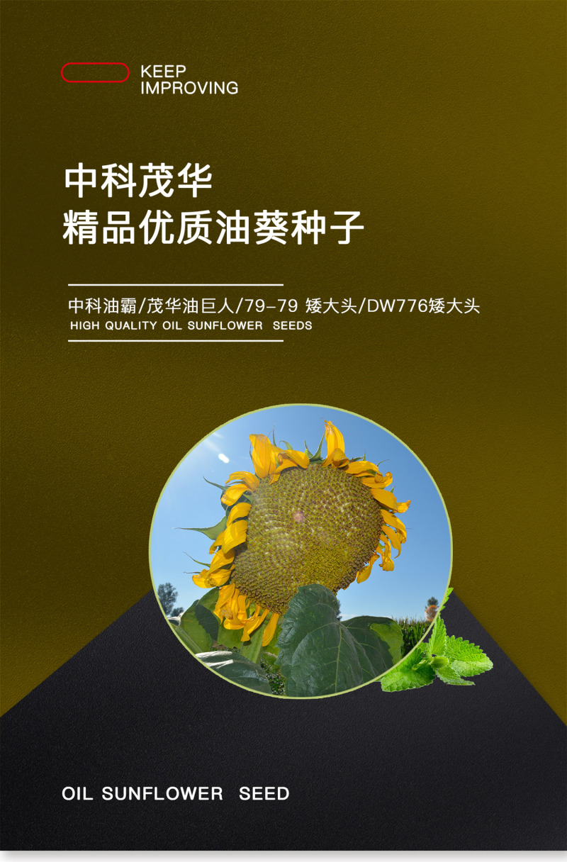 中科茂华蔬菜种子三系杂交茂华油巨人油葵种子出油