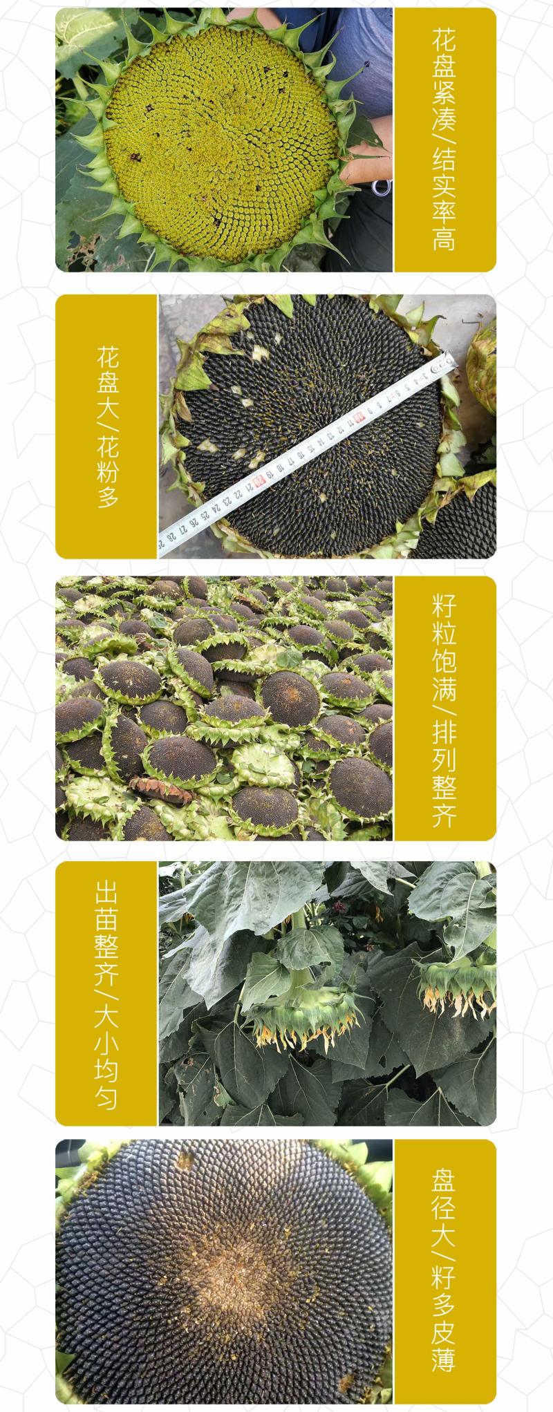 中科茂华蔬菜种子三系杂交茂华油巨人油葵种子出油