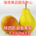 陕西香蕉梨一手货源现摘现卖全国供应批发及商超