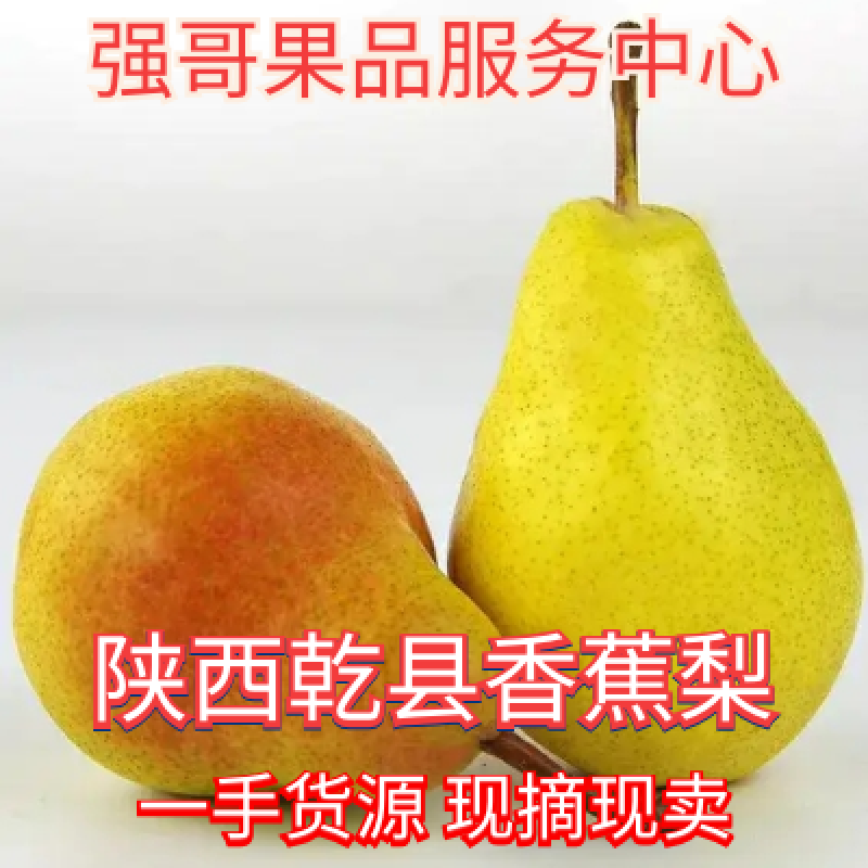 陕西香蕉梨一手货源现摘现卖全国供应批发及商超